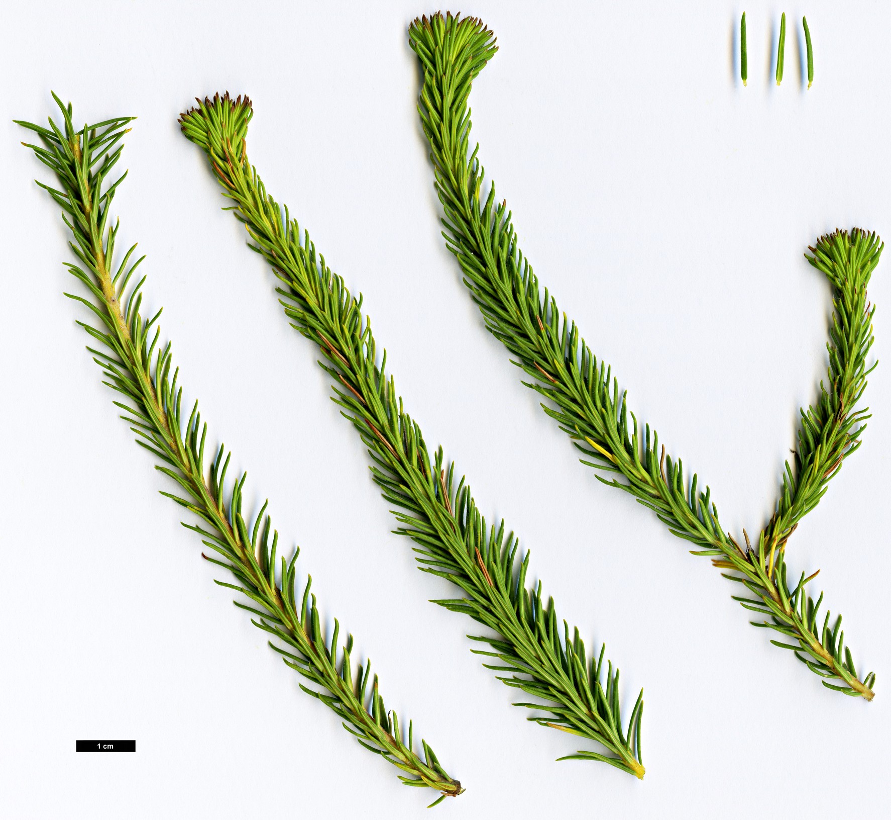 High resolution image: Family: Proteaceae - Genus: Banksia - Taxon: meisneri - SpeciesSub: var. ascendens